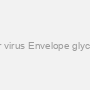 Varicella-zoster virus Envelope glycoprotein E (gE)